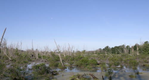 A view of wetlands in Pines, Indiana. Photo by Beth Edwards.